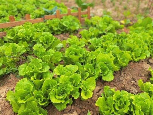 赤峰市小豆豆农场电话号码-第1张图片
