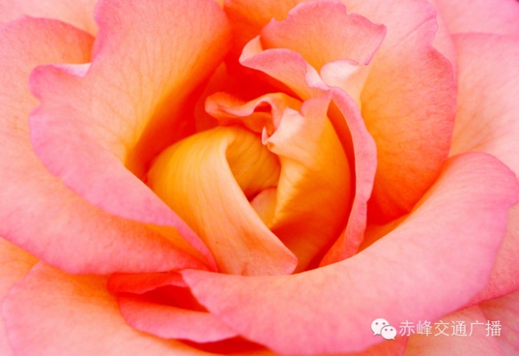 赤峰花仙子鲜花店电话号码-第1张图片