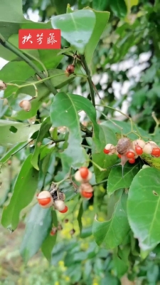 赤峰卫矛扶芳藤批发电话-第1张图片