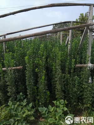 赤峰北海道黄杨批发电话地址-第1张图片