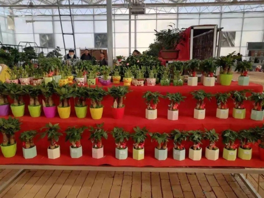 赤峰绿植直播平台官网电话号码-第1张图片