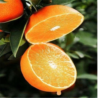 赤峰菜油批发电话号码多少号-第1张图片