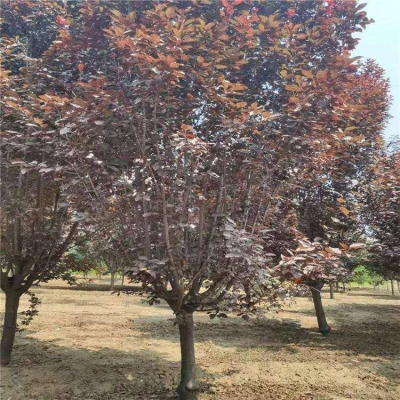 赤峰土球供应商电话地址查询-第1张图片