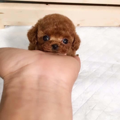 赤峰宠物犬舍电话多少号-第1张图片