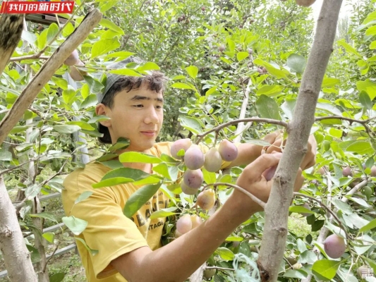 赤峰西梅采摘园电话号码查询-第1张图片