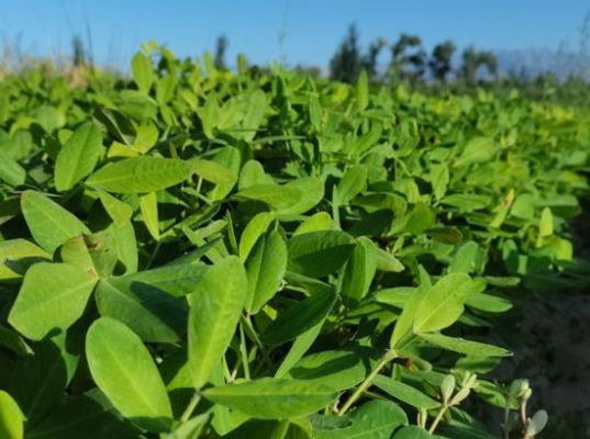 赤峰林东花生种植基地电话号码-第1张图片