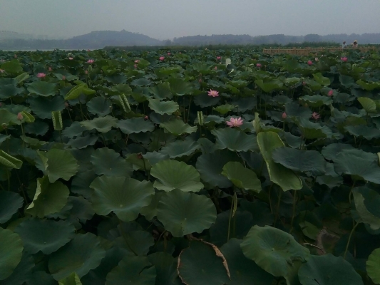 赤峰敬心足浴馆电话号码多少-第1张图片