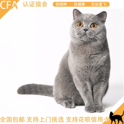 赤峰蓝猫幼猫售卖地址电话号码-第1张图片