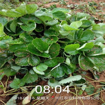 赤峰炒饼批发电话多少号-第1张图片