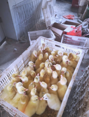 赤峰市林西鹅苗出售电话号码-第1张图片