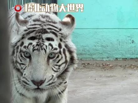 赤峰市南山动物园电话号码-第1张图片