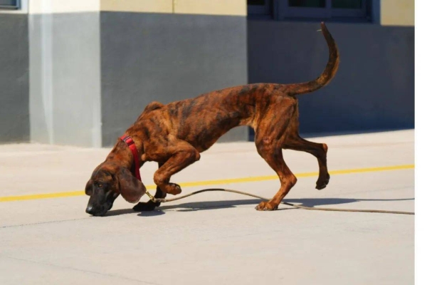 赤峰市搜救犬收养所电话号码-第1张图片