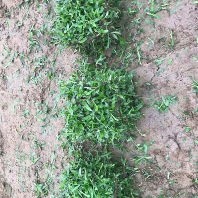 赤峰草皮批发电话多少号码-第1张图片
