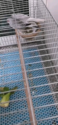 赤峰市区鹦鹉喷漆电话号码查询-第1张图片