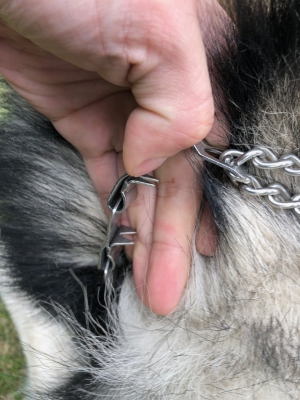 赤峰哪里有训犬师啊电话号码-第1张图片