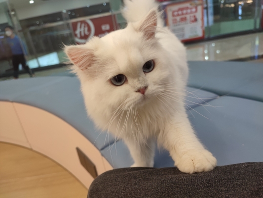 赤峰惠姐猫舍电话号码查询-第1张图片