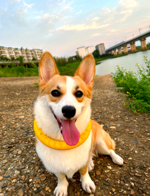 赤峰寻找柯基犬的电话号码-第1张图片