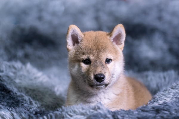 赤峰柴犬犬舍基地电话号码-第1张图片