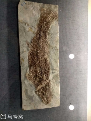 赤峰卖昆虫的地方电话是多少号-第1张图片