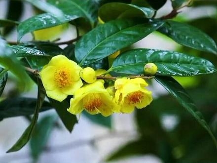 赤峰京华茶叶店电话号码查询-第1张图片