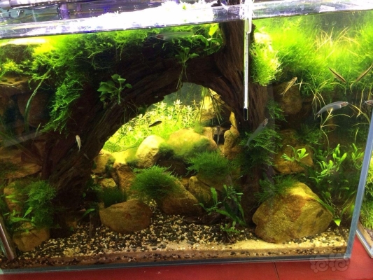 赤峰水草造景器材店电话号码-第1张图片