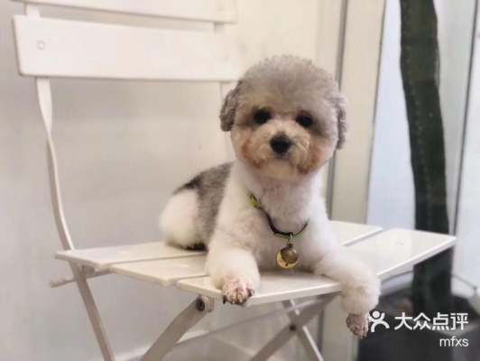 赤峰乐派宠物店电话地址查询-第1张图片
