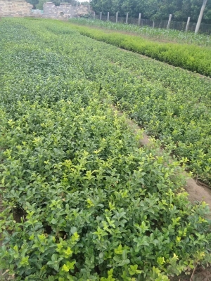 赤峰扶芳藤小苗商家电话号码-第1张图片