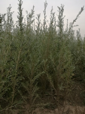 赤峰柠条草厂家直销电话号码-第1张图片