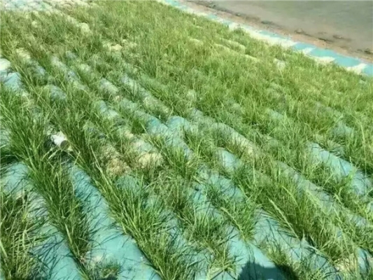 赤峰塑料土工网官网电话号码-第1张图片