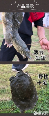 赤峰哪里有卖甲鱼的-第1张图片