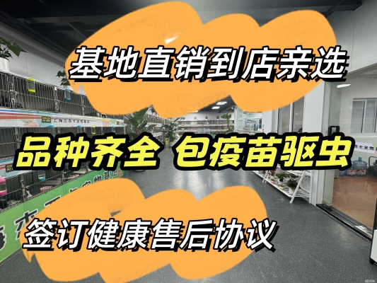 赤峰比熊狗场电话号码多少-第1张图片