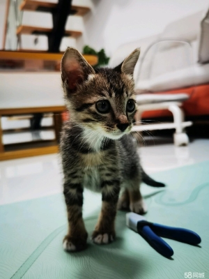 赤峰同城领养猫猫电话号码查询-第1张图片