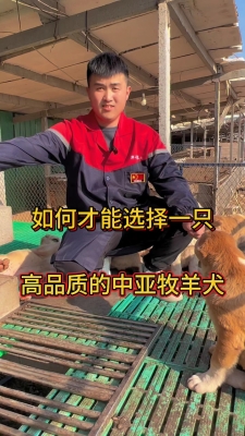 赤峰中亚牧羊犬基地电话号码-第1张图片