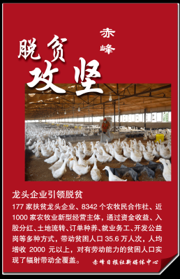 赤峰宠物租赁平台电话号码多少-第1张图片