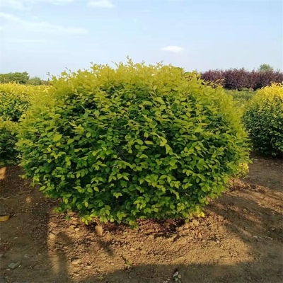 赤峰雏菊苗商家电话号码查询-第1张图片