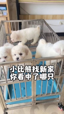 赤峰比熊宠物店电话地址查询-第1张图片