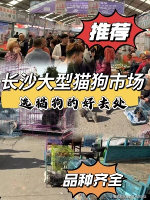 赤峰良心宠物店电话多少号-第1张图片