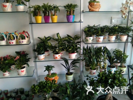 赤峰米朵花店电话多少号码-第1张图片
