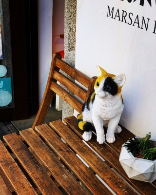 台北赤峰街宠物店地址电话号码-第1张图片