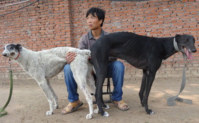 赤峰格力犬业公司地址电话号码-第1张图片