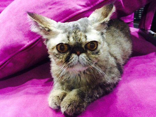 赤峰猫咪剃毛店电话多少号-第1张图片