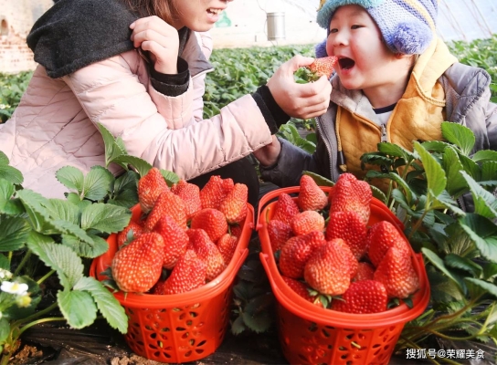 赤峰市摘草莓电话多少号-第1张图片