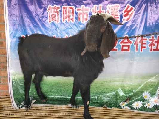 赤峰羊养殖厂电话号码查询-第1张图片