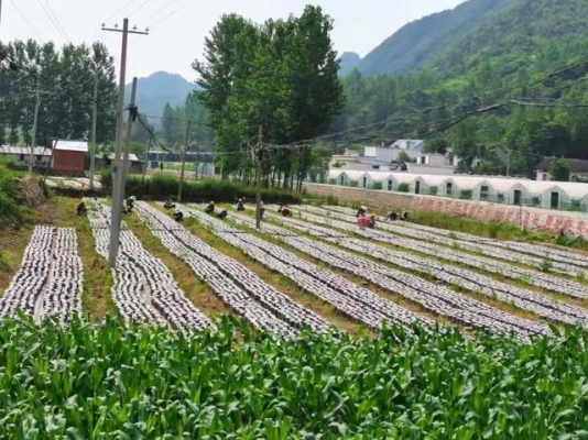 赤峰秋麻菜采摘基地电话号码-第1张图片