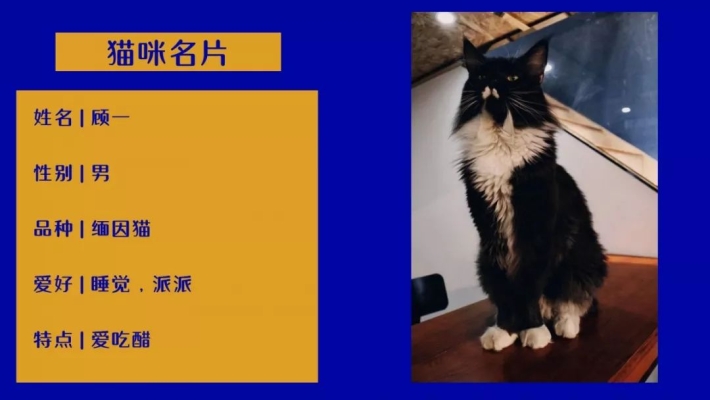 赤峰宠物猫咪出售电话号码是多少-第1张图片