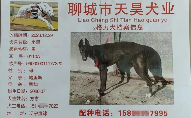 赤峰狗狗代买店电话多少号-第1张图片