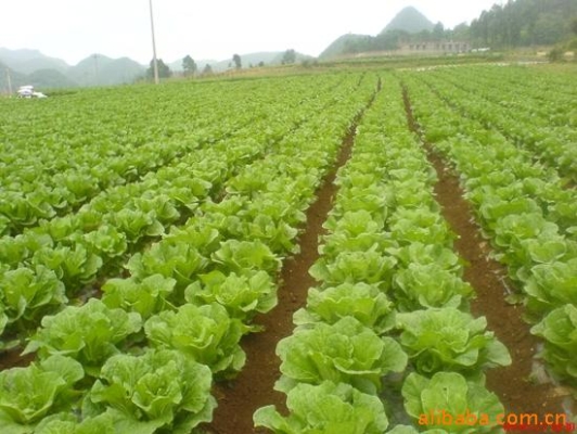 赤峰市收白菜电话号码是多少-第1张图片