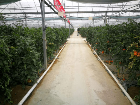 赤峰蔬菜育苗联系电话号码查询-第1张图片