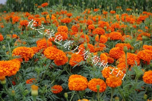 赤峰花契鲜花店地址电话号码-第1张图片