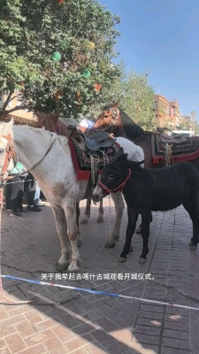 赤峰小毛驴旅行社电话号码-第1张图片
